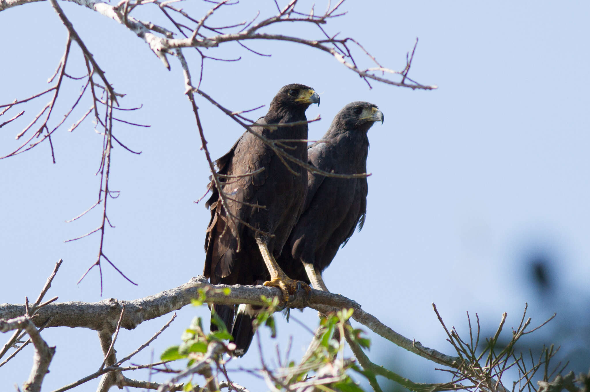 Imagem de Gavião-preto