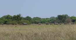 Image of African bush elephant