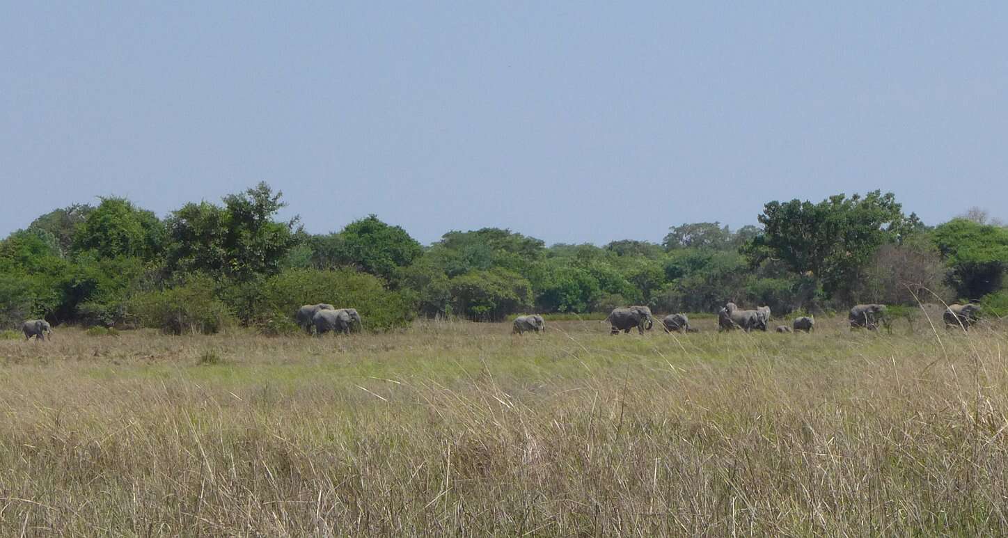 Image of African bush elephant