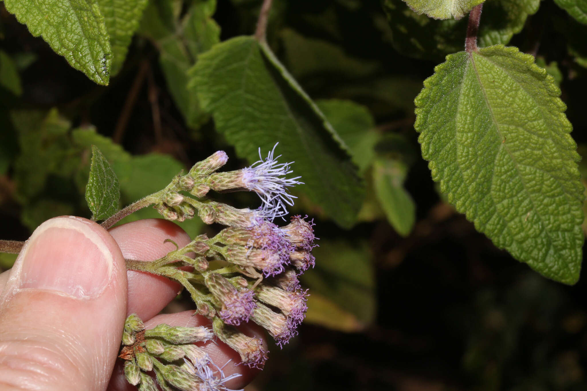 Image of Aristeguietia lamiifolia (Kunth) R. King & H. Rob.