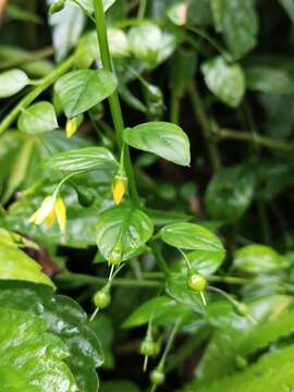 Image of Lysimachia capillipes Hemsl.