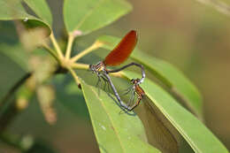 Image of Mnais andersoni McLachlan ex Selys 1873