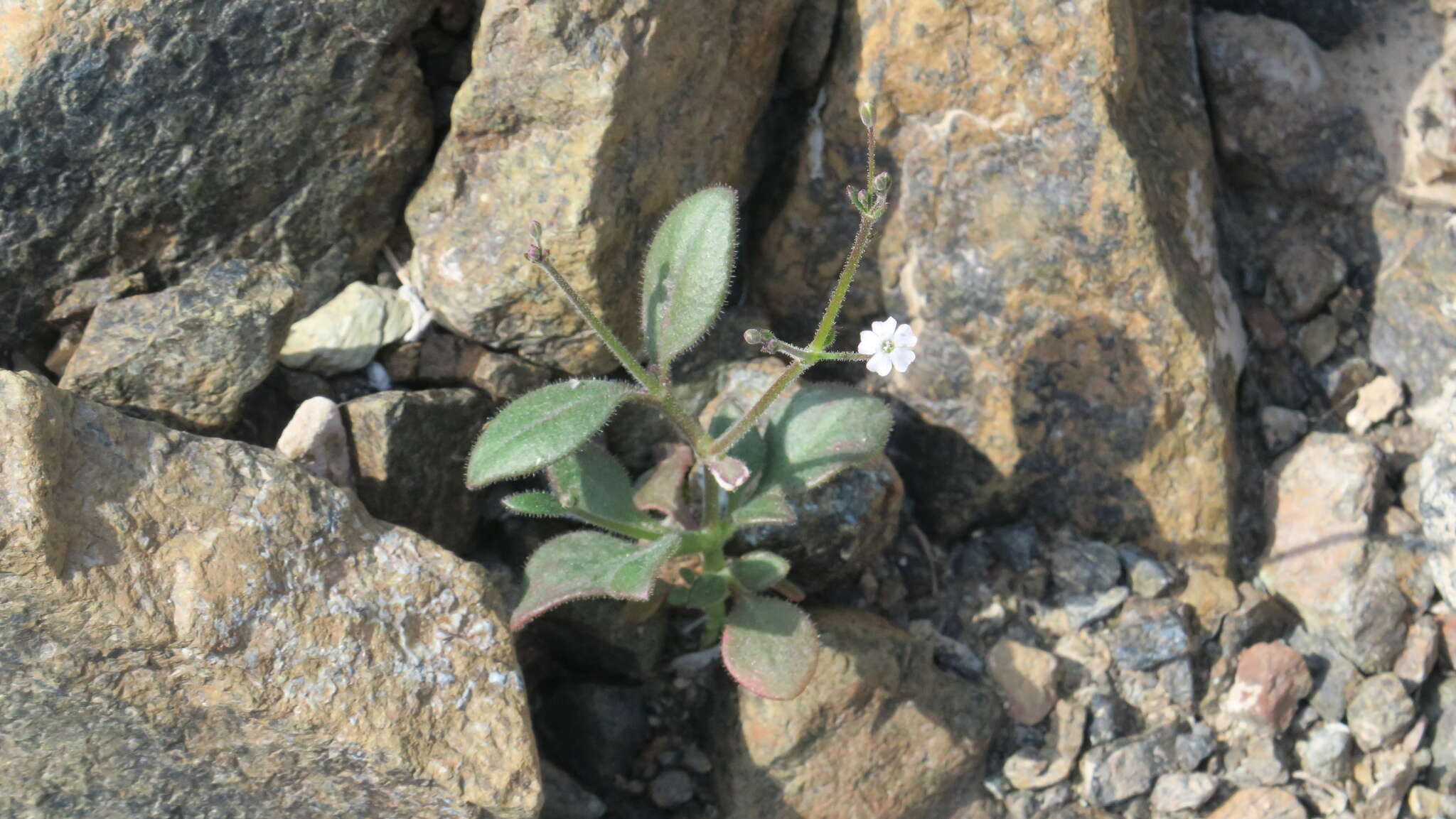 Image of Psammophiliella bellidifolia (Boiss.) S. S. Ikonnikov