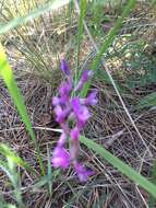 Image of Astragalus varius S. G. Gmelin