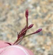 Eremothera chamaenerioides (A. Gray) W. L. Wagner & Hoch的圖片