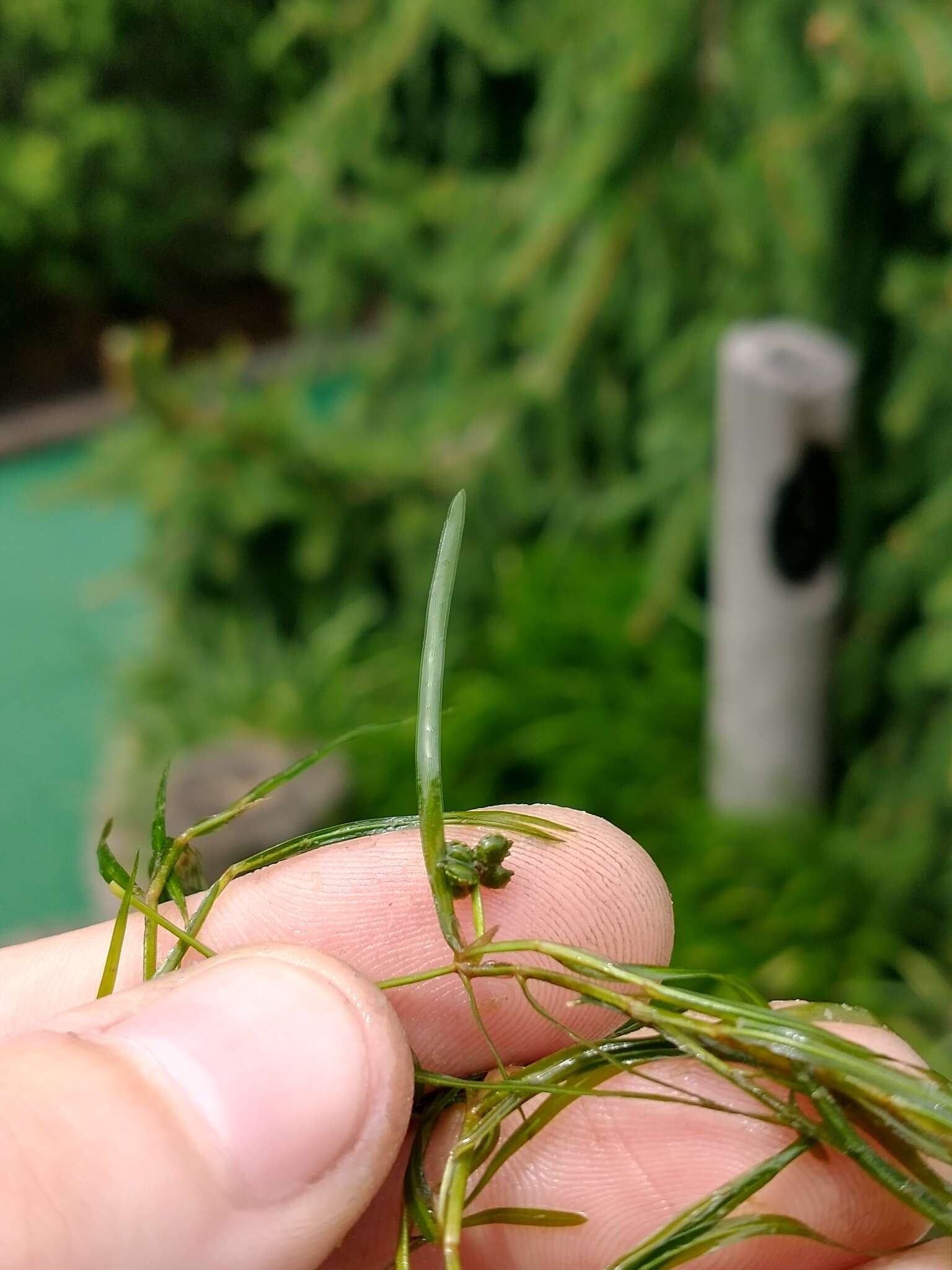 Image of leafy pondweed