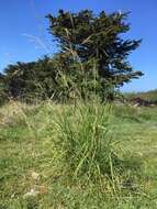 Image of tropical needlegrass