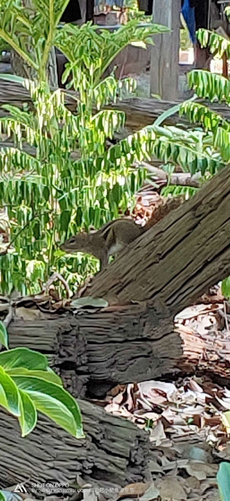 Image of Indochinese Ground squirrel