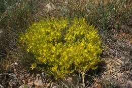 Image of Sedum urvillei DC.