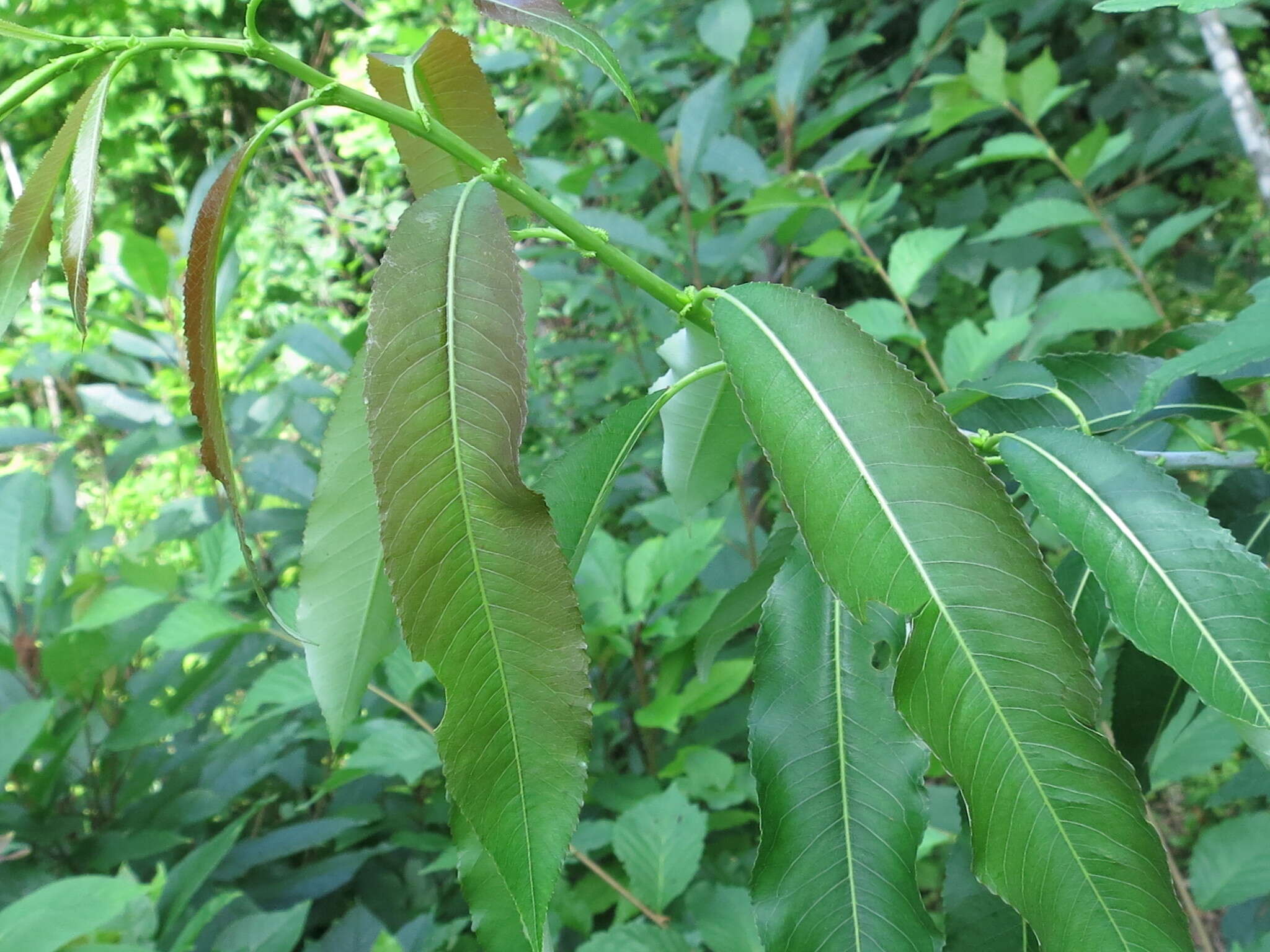 Image of Salix subfragilis Anderss.