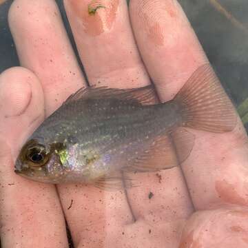 Image of Bluespotted Sunfish