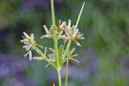 Image of Dentate umbrella sedge