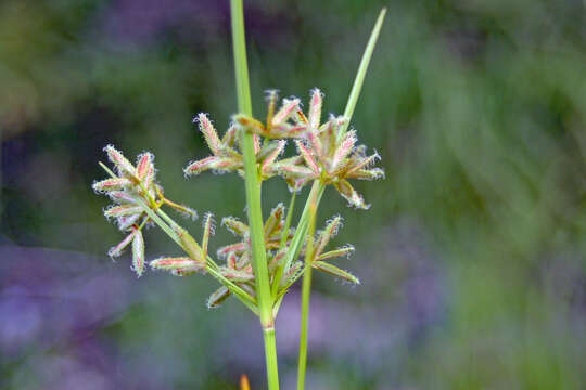 Image of Dentate umbrella sedge