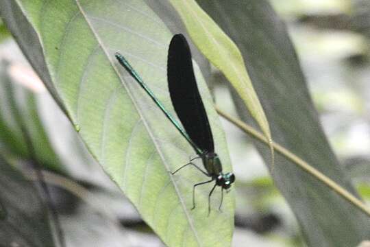 Image of Western Bluewing