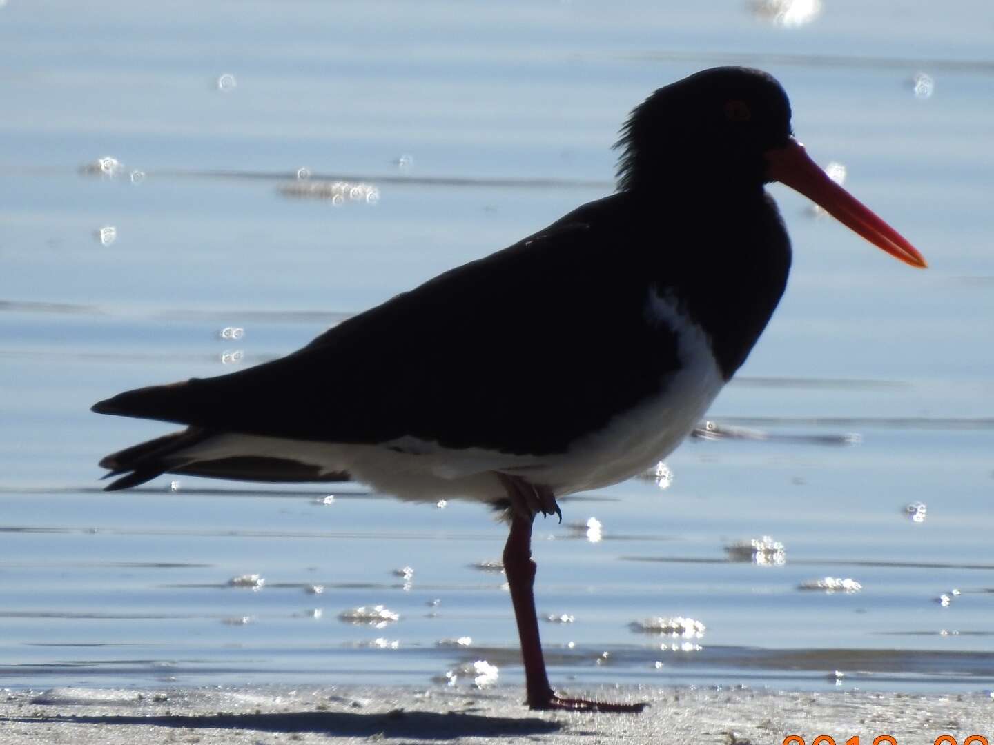 Image of Australian Pied Oystercatcher