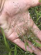 Image of Sandbar Love Grass
