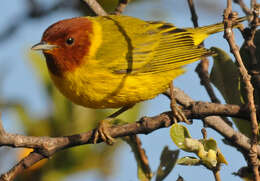 Image of Setophaga petechia castaneiceps (Ridgway 1885)