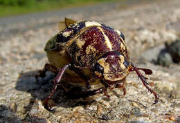 Image of Polyphylla fullo (Linnaeus 1758)