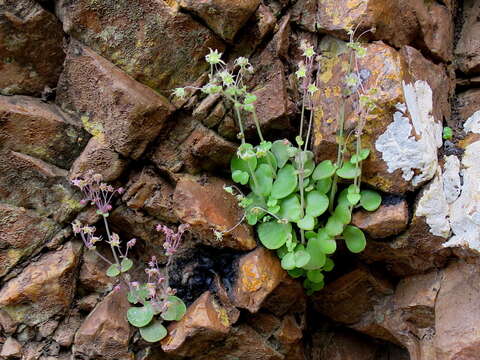 Image of Crassula nemorosa (Eckl. & Zeyh.) Endl. ex Walp.