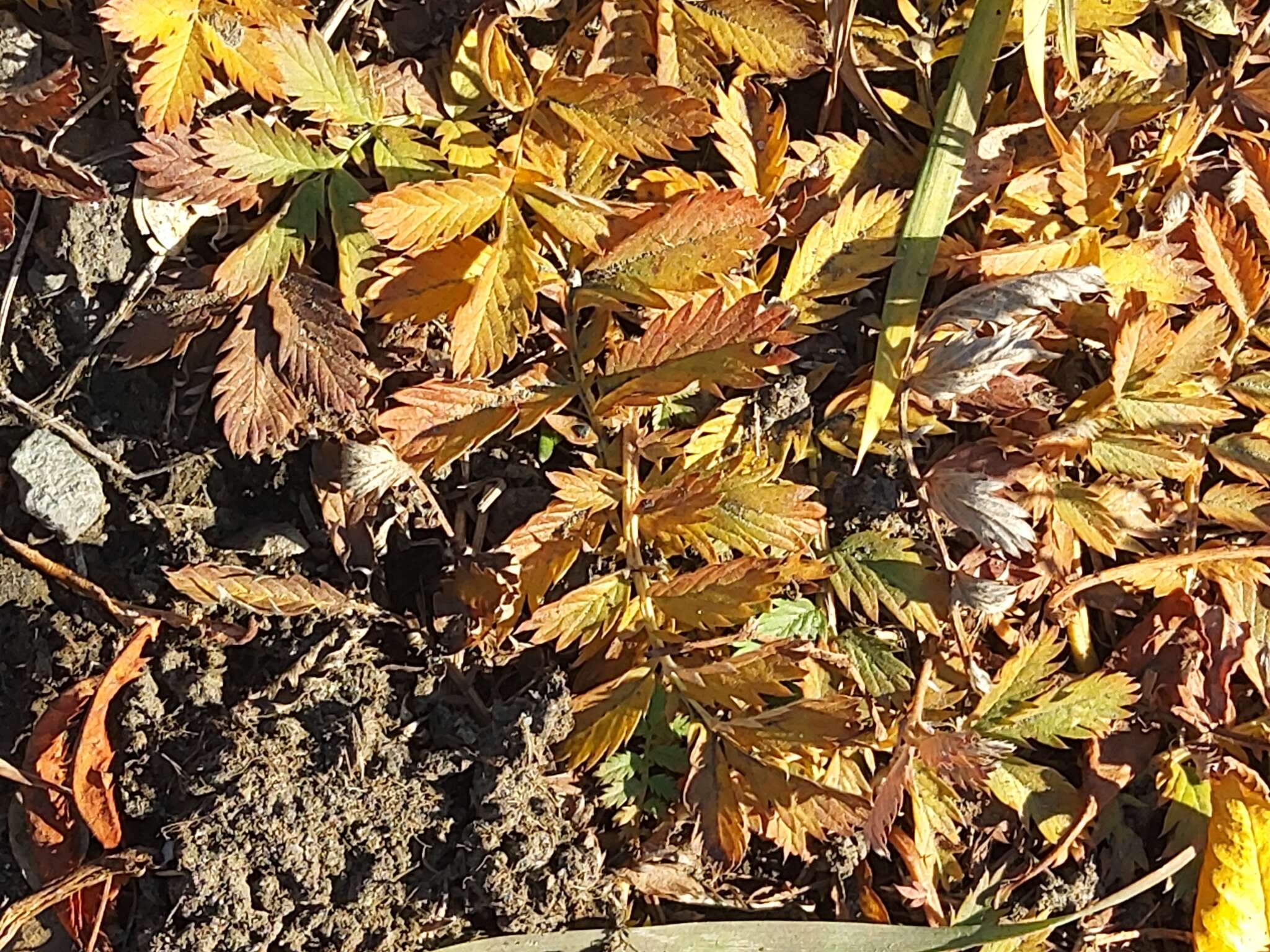 Image of Pacific silverweed