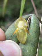 Image of Pleurothallis variabilis Luer