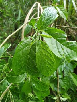 Image of Clerodendrum cyrtophyllum Turcz.