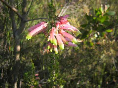 Image de Erica discolor Andr.