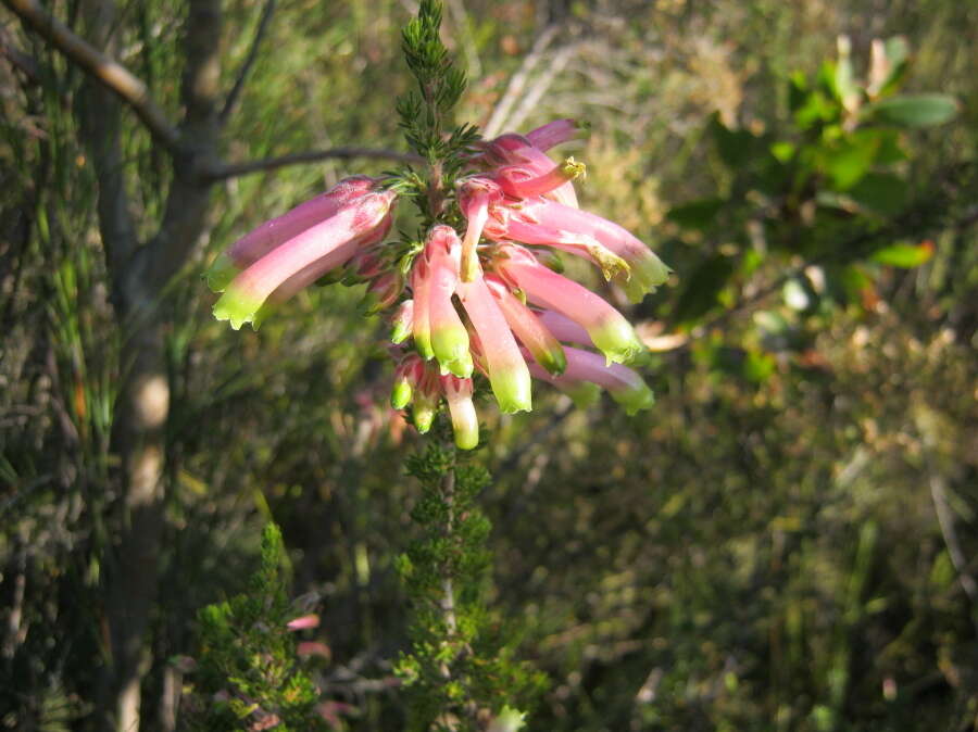 Image of Ever-flowering heath