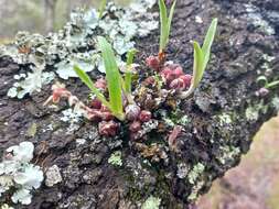 Image of Bulbophyllum rugosibulbum Summerh.