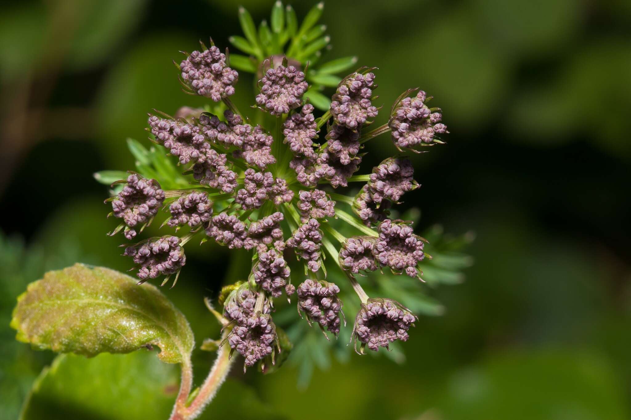 Plancia ëd Selinum carvifolia (L.) L.