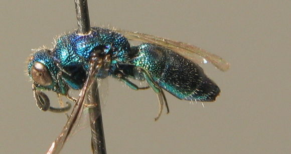 Image of <i>Trichrysis cyanea</i>