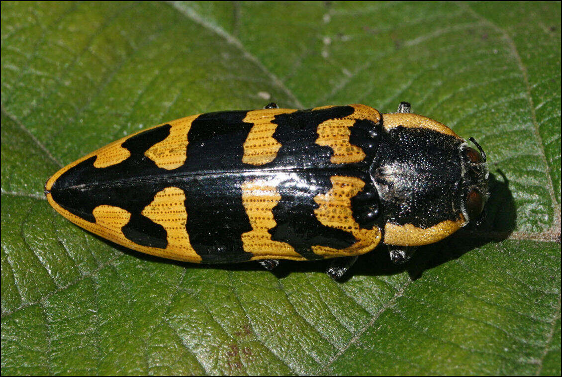 Image of Cyrioides
