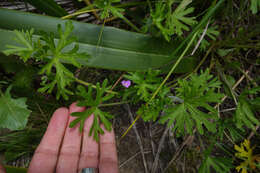 Imagem de Geranium solanderi Carolin