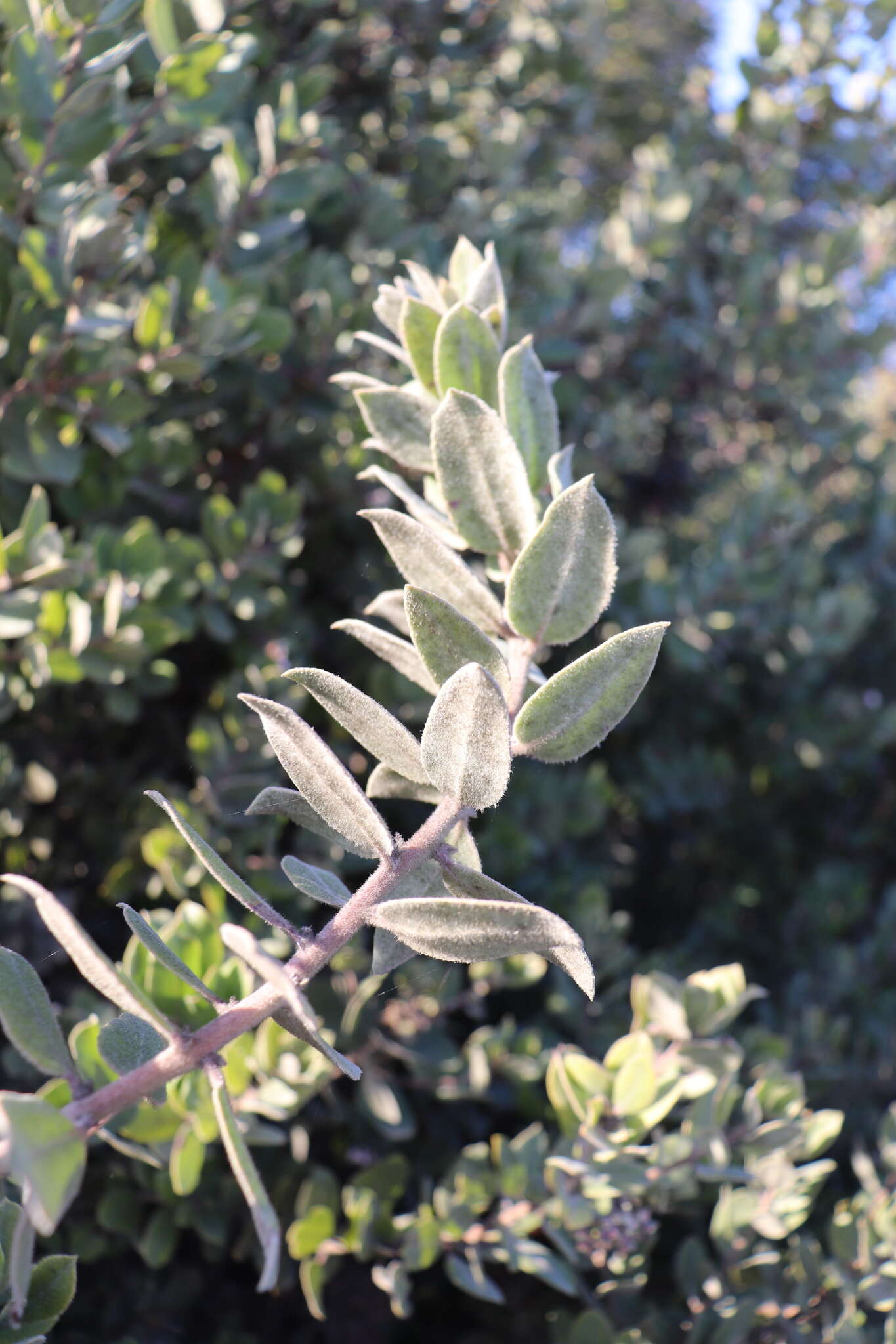 Image of woollyleaf manzanita