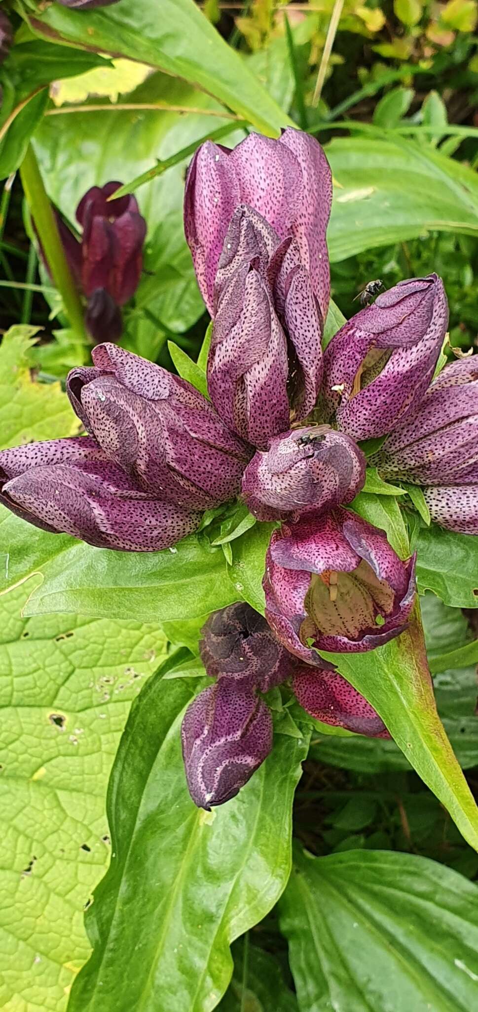 Image of Gentiana pannonica Scop.