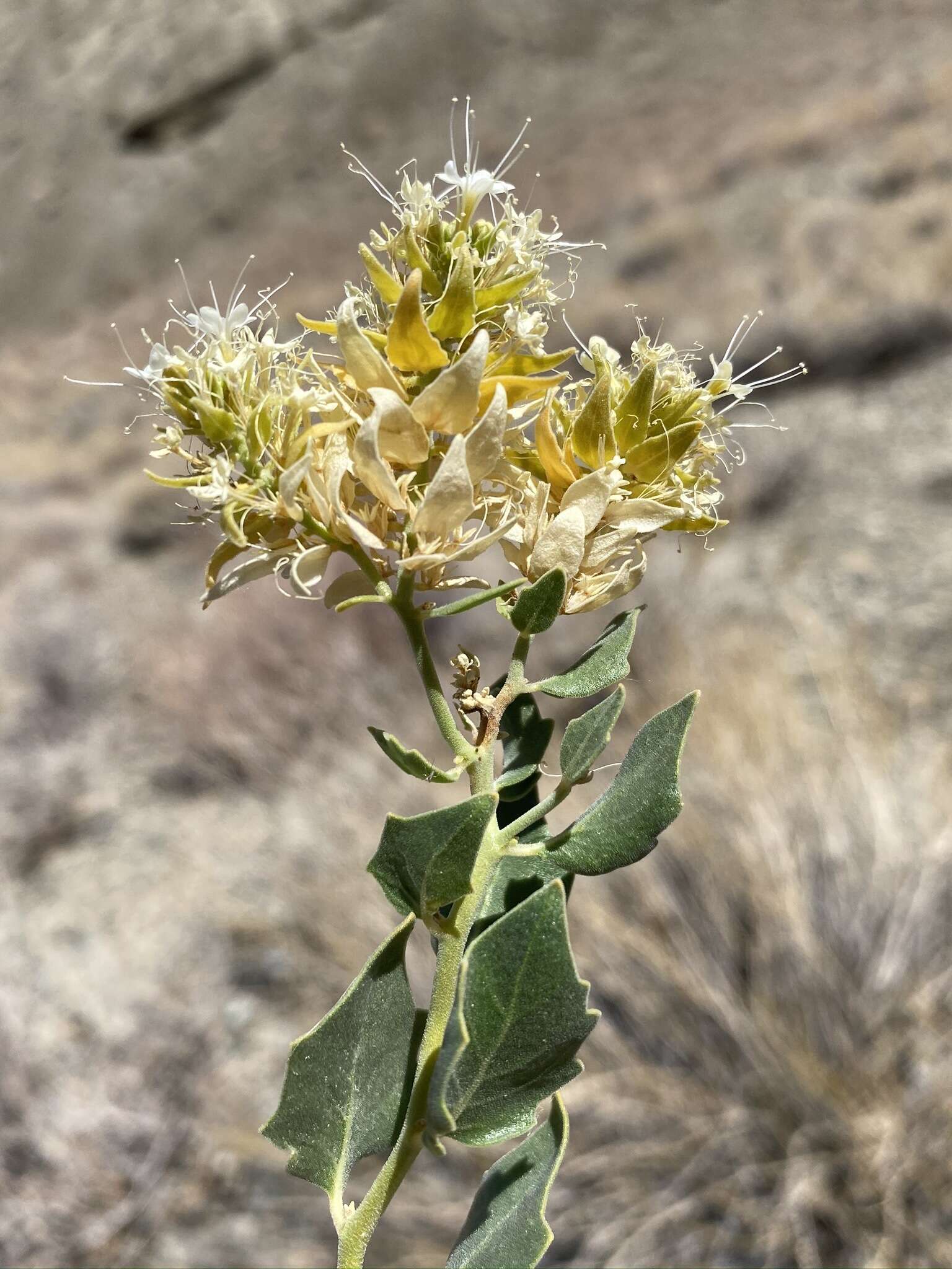 Image of shinyleaf sandpaper plant