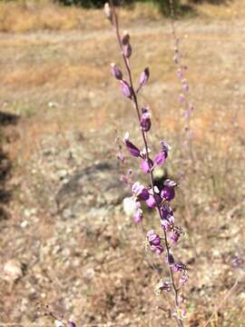 Image of most beautiful jewelflower