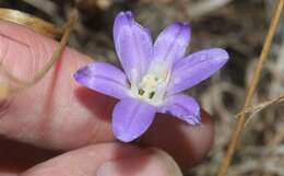 Sivun Brodiaea jolonensis Eastw. kuva