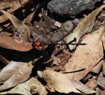 Image of Austroargiolestes chrysoides (Tillyard 1913)