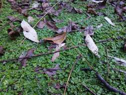 Image of Australian hydrocotyle