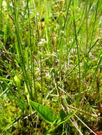 Galium labradoricum (Wiegand) Wiegand resmi