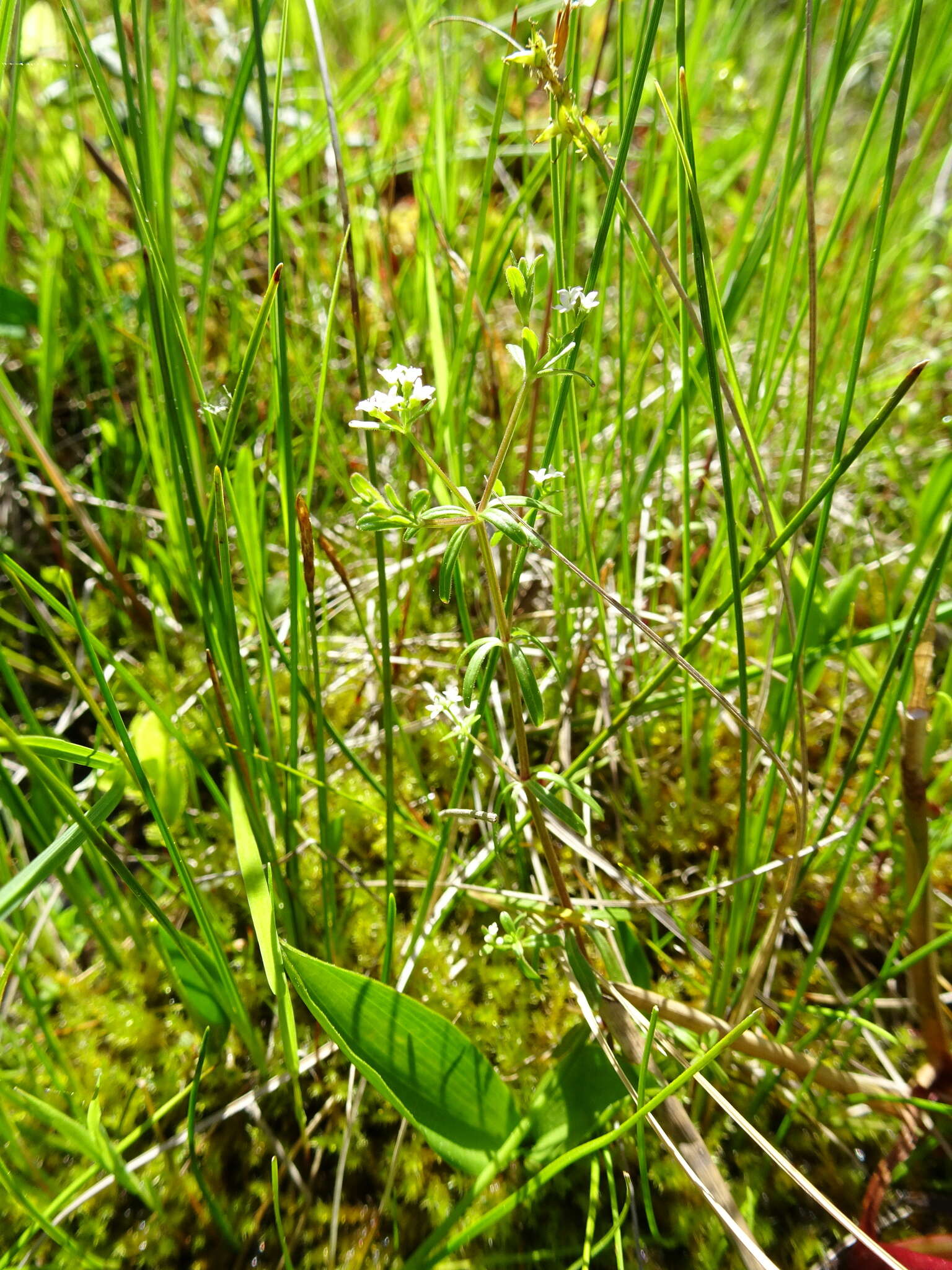 Image of Bog bedstraw