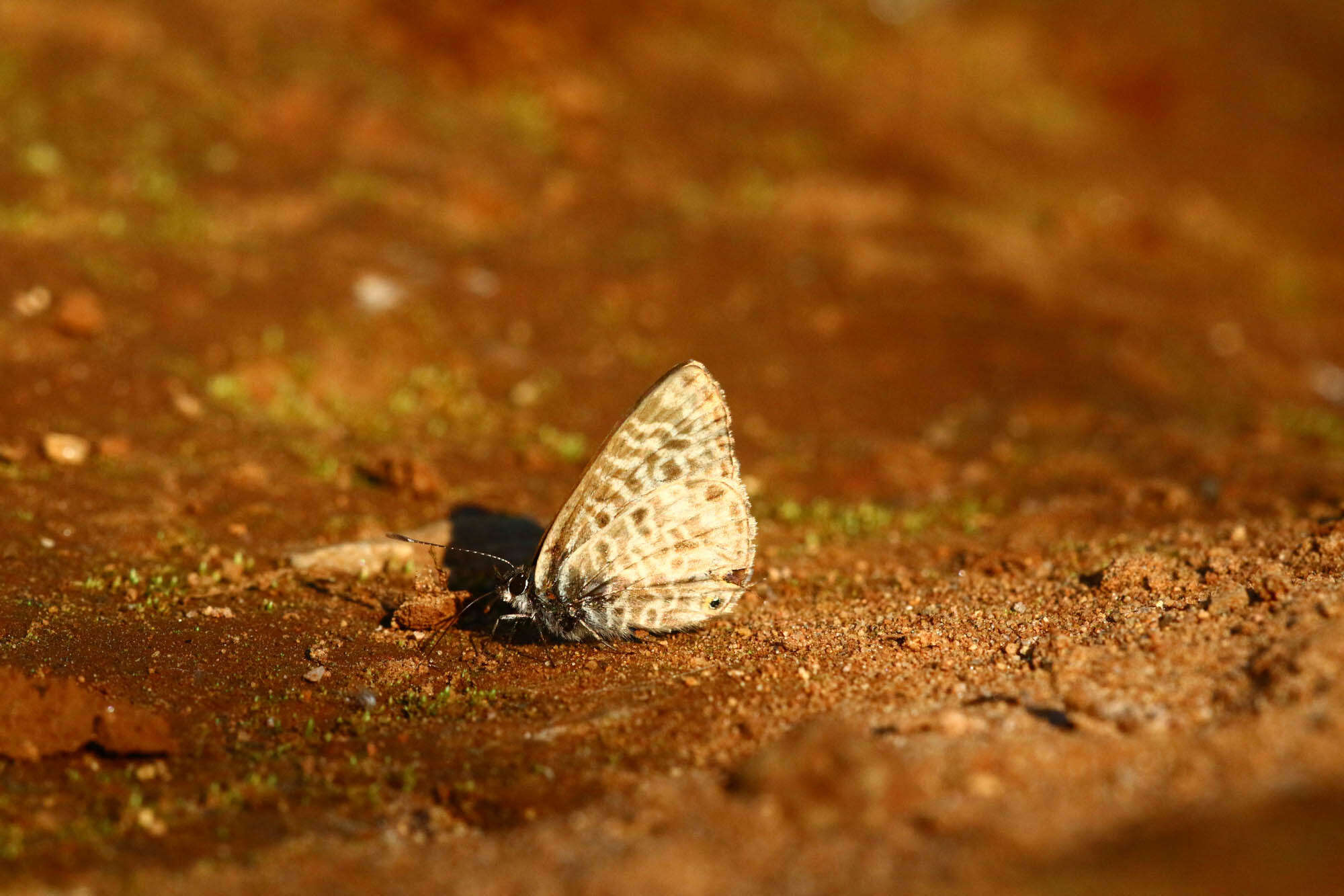 Image of Lang's Short-tailed Blue