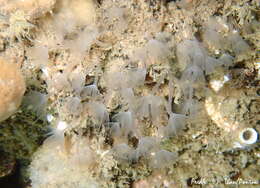 Image of Phoronid