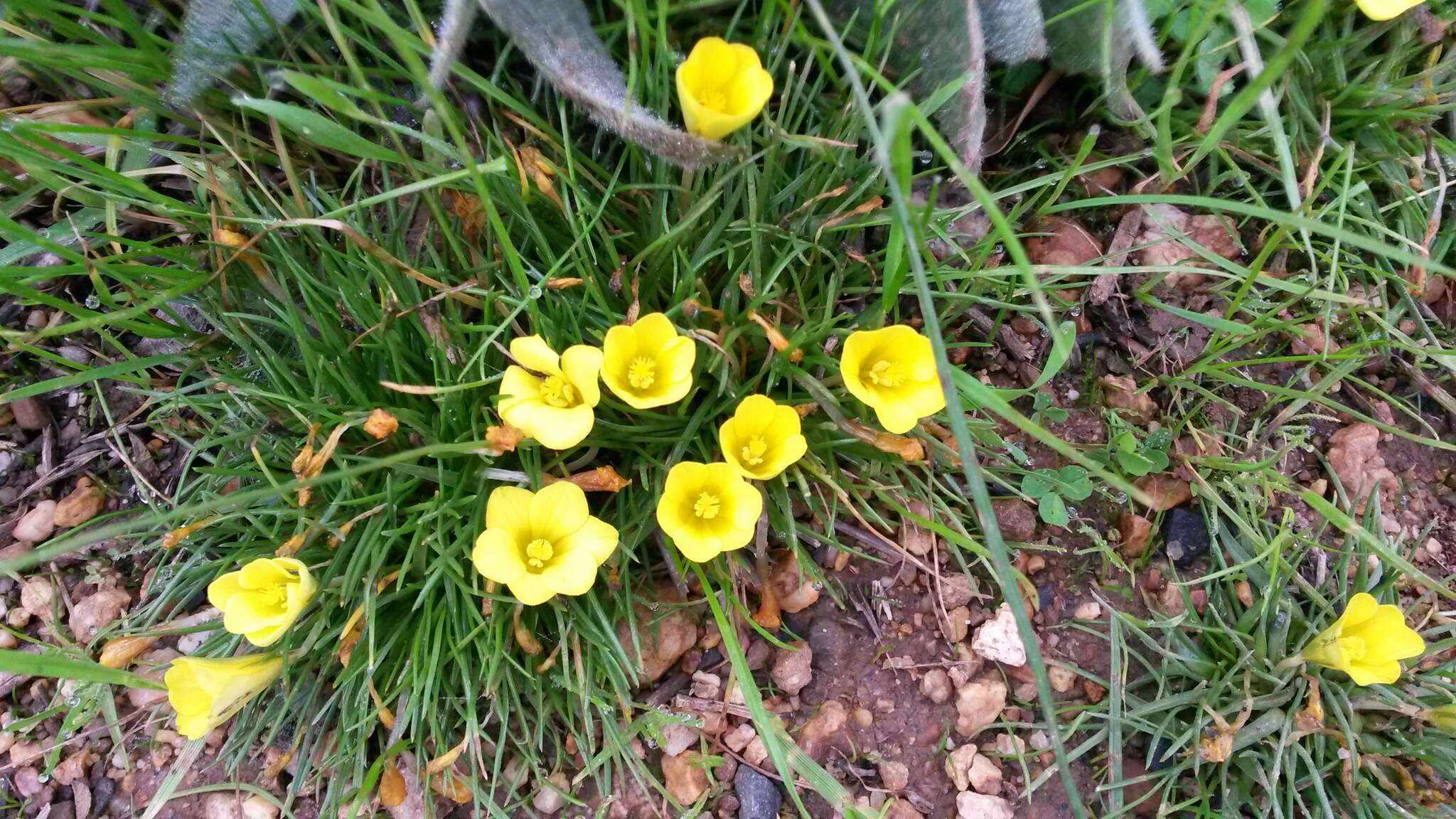 Plancia ëd Moraea fugacissima (L. fil.) Goldblatt