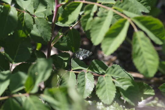 Image of small argent and sable