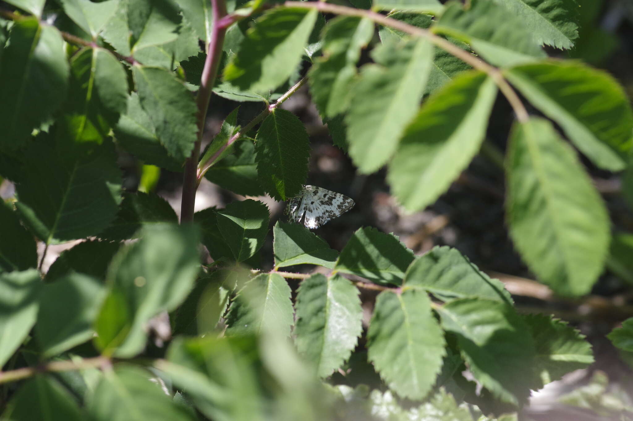 Image of small argent and sable