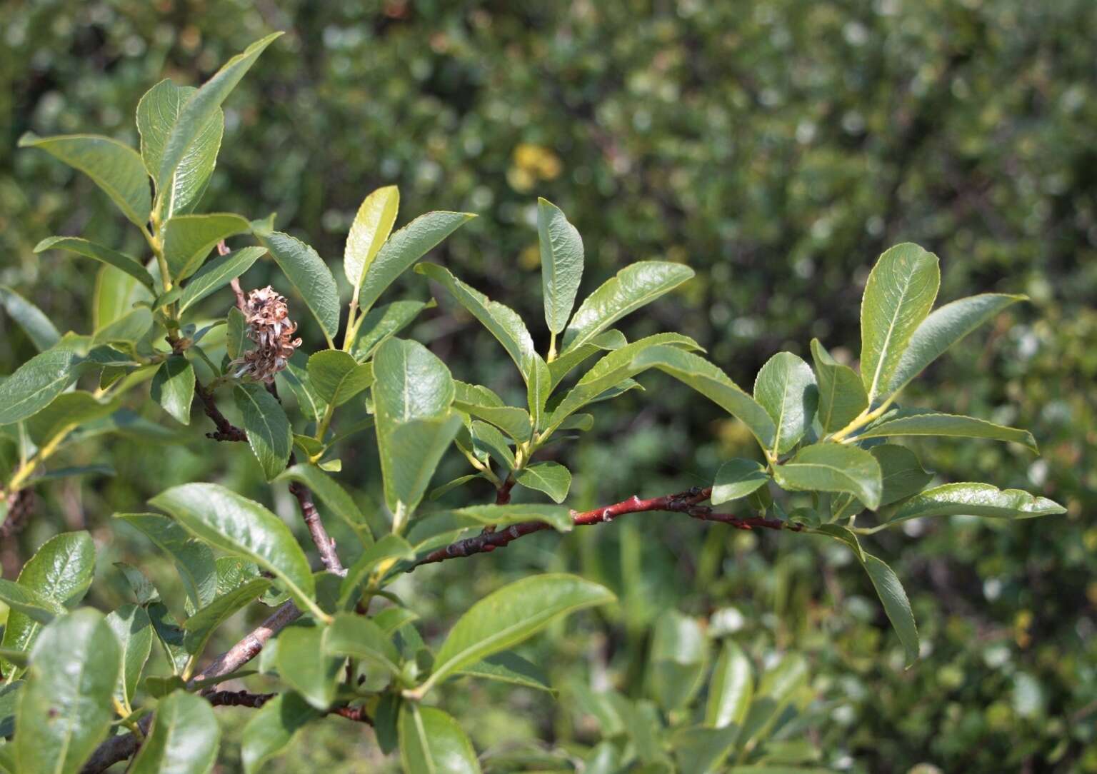 Image of Salix uralicola I. V. Belyaeva