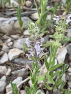 Image de Stachys pilosa var. pilosa