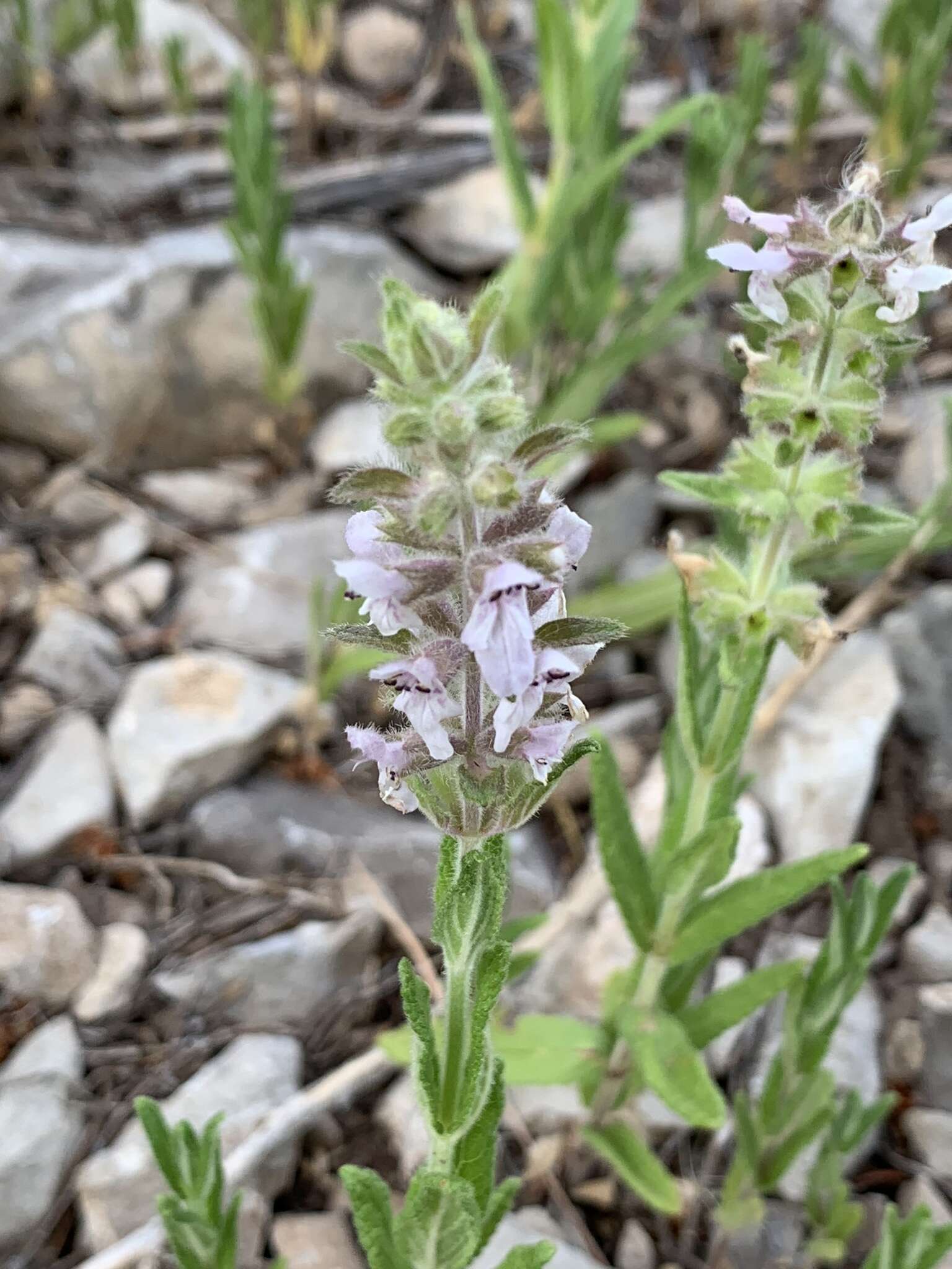 Image de Stachys pilosa var. pilosa